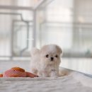 바닐라 퍼피 이미지