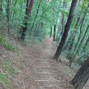 닭의 장풀 버섯 사위질빵 계요등(26.9.3) 이미지