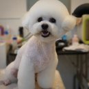 그루밍 펫 뷰티샵 이미지