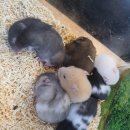 미니펫스토리 이미지