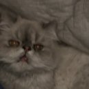 보고싶당 이미지