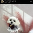 더 이쁘개 이미지