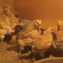 박호성 농장 이미지