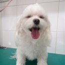 마티애견 이미지