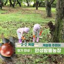 금광농장 | 경기도 안성 밤줍기 체험 밤따기 안성밤뜰농장 아이와 가볼만한곳