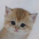 천안고양이 분양 퍼스트캣 본점 이미지