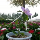 무궁화로 이미지