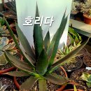 호리