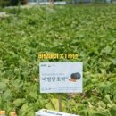 밤몰