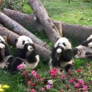 팬더 - 강남구 강남대로156길 13-4 | 팬더