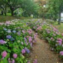 낙동제방 이미지