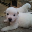 하룻강아지 이미지