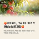 영양-10)영양군 서부리 100-1 | 개복숭아 효능 부작용 영양성분 수확시기 효소 발효액 만들기 먹는법 총정리