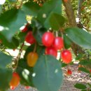 목소리테마파크 이미지