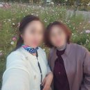 단원구청 | 경기도 안산 코스모스 명소 단원구청 앞 코스모스 가을 풍경 나들이