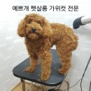 예쁘개펫살롱 이미지
