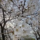 개나리공원 농구장 이미지