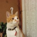 애플김밥 이미지