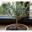 올리브향기 이미지