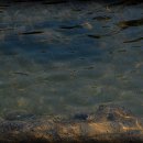 돼지궁뎅이 이미지