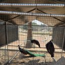 서호목장 | 20개월 아기랑 안성팜랜드 평일 방문 후기｜동물공연 + 가격 + 꿀팁까지!