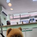 동인애견샵 | 3년넘게 믿고 맡기는 태백애견미용 단골보호자의 솔직한 이야기~