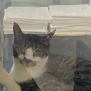 24시스마일동물의료센터동물병원 이미지