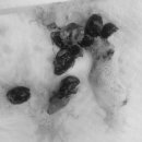 24시프라임동물병원 이미지