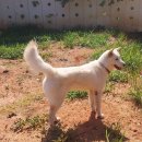 우정진도개 이미지