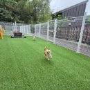 두바이애견풀빌라2 이미지