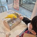 리프패럿 롯데마트 광복점 이미지