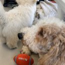 아마레(AMARE) | [내돈내산] 태안 풀빌라 아마레(AMARE) 4A룸 방문 후기 🌊💙