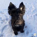 Groomer Ameri | [내돈내산]타니와 나를 위한 그루머 아메리