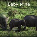 Baby Mine - ( Disney &#34;DUMBO&#34; OST) 이미지