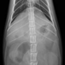 페트로동물의료원 이미지