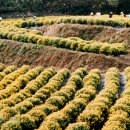 봉정사국화마을 이미지