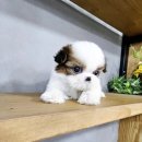 강아지분양 애견입양 아이러브독 인천점 이미지