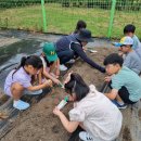 창원마산상남초등학교 생명사랑텃밭가꾸기5-땅콩캐고,학교옆 하천에 있는 갈대,버드나무 알아보기 이미지