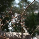 딱따구리 이미지