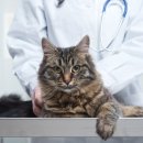 서울동물병원 이미지