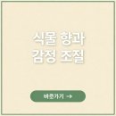 향이