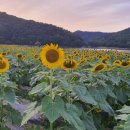 해바라기 애견 이미지