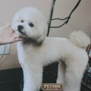 페츠비동물병원 이미지