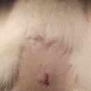 올스타동물의료센터 이미지