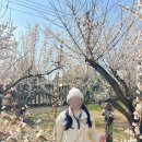 원동주유소 공중화장실 | 양산 원동 명소 매화꽃 기찻길 <순매원>매화꽃 개화 상황+방문후기