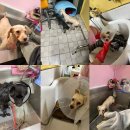 수아켄넬 이미지