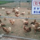 대복농장 이미지