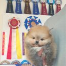 안다켄넬 이미지