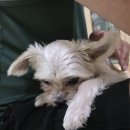 제주특별자치도 동물위생시험소 (동물보호센터) 동물병원 | 제주유기견 입양 이야기 : 눈물자국 분리불안 관리 첫 2일의 기록