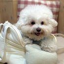 주식회사 뉴케이팜 | 무게 가볍고 튼튼한 강아지 이동가방 추천 - SSFW 에쎕떱 뉴마롱백 크림 사용후기